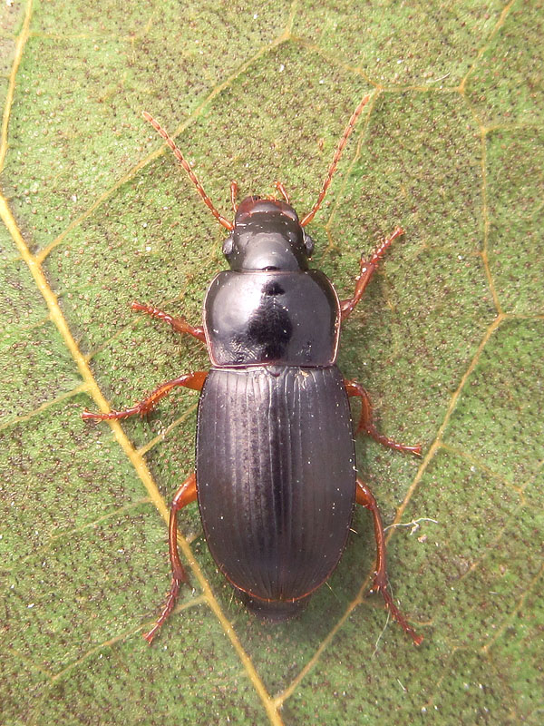 Carabidae:    Harpalus luteicornis, femmina